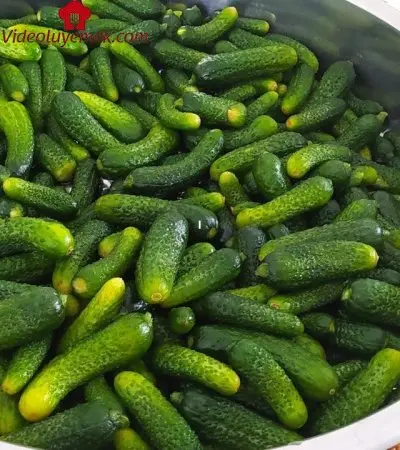 Asla Erime Yapmaz Sırlarını Veriyorum Çıtır Çıtır Kornişon Turşu Tarifi